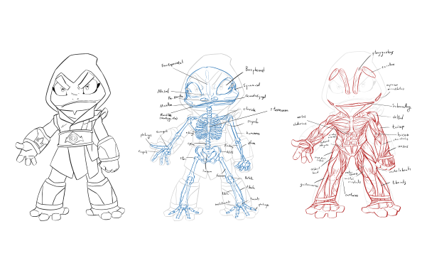 skeleton musle study